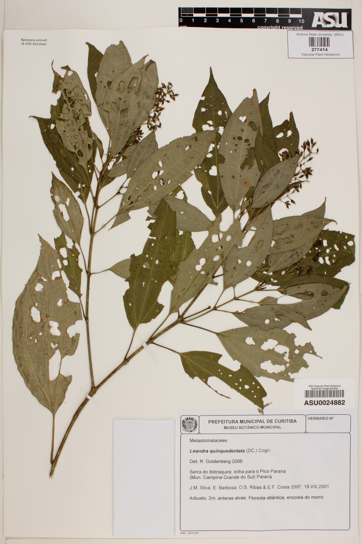 Leandra quinquedentata image