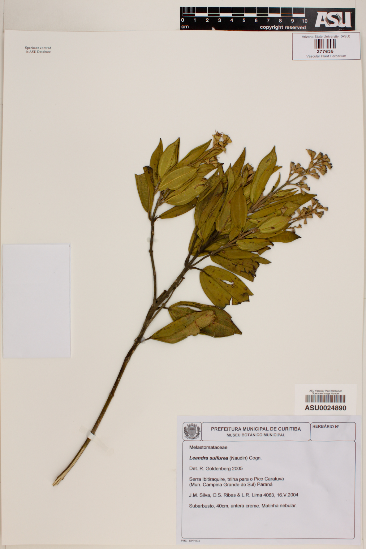 Leandra sulfurea image
