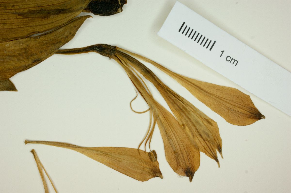 Alstroemeria cunha image