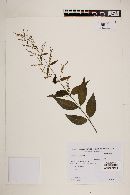 Hebanthe paniculata image