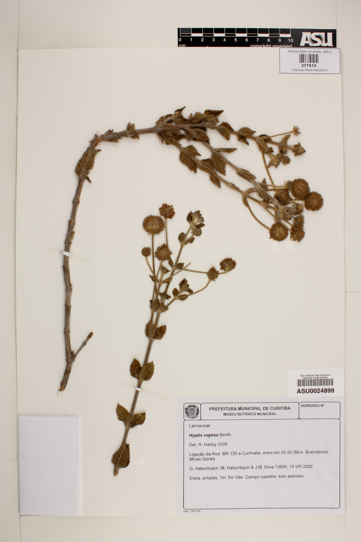 Hyptis rugosa image