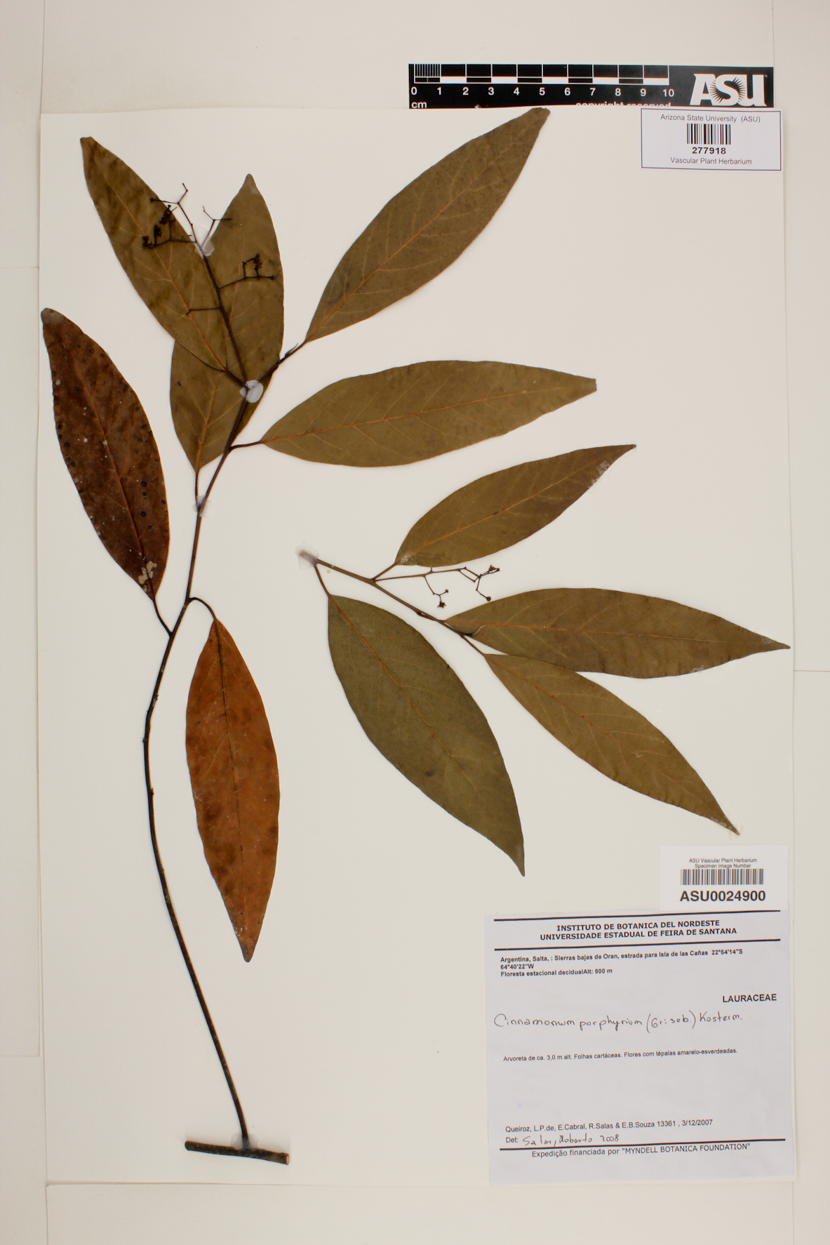 Cinnamomum porphyrium image