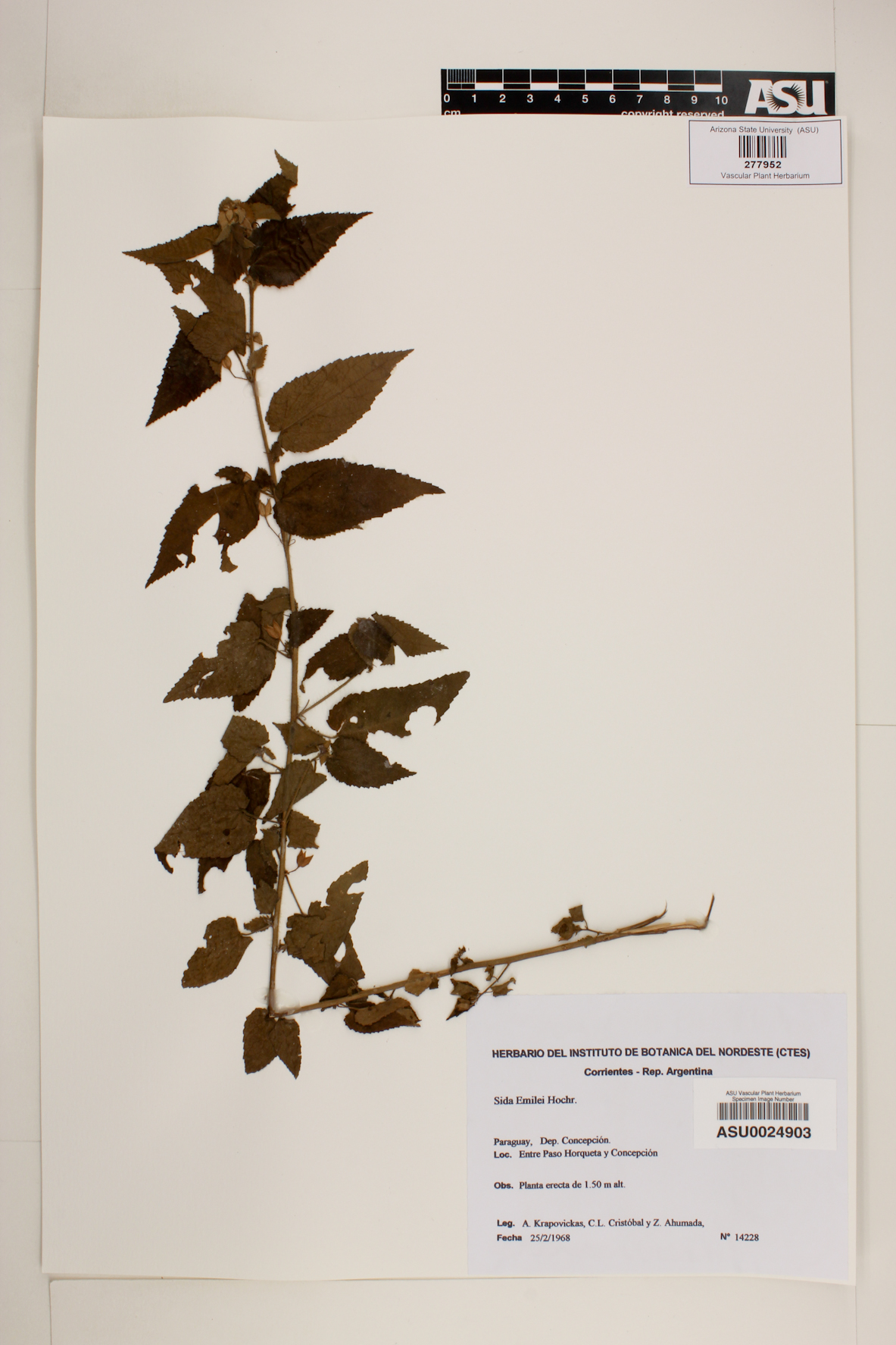 Sida emilei image