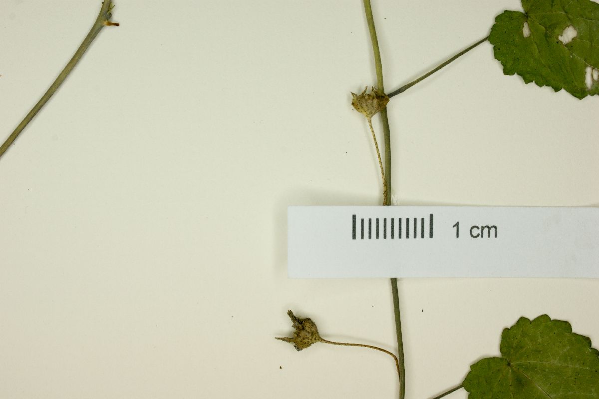 Sida repens image