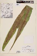 Polypodium phyllitidis image