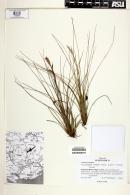 Tillandsia juncea image