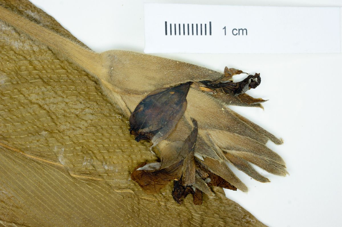 Calathea barbata image