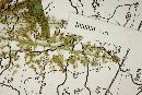 Isachne angustifolia image
