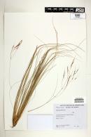 Stipa trichotoma image