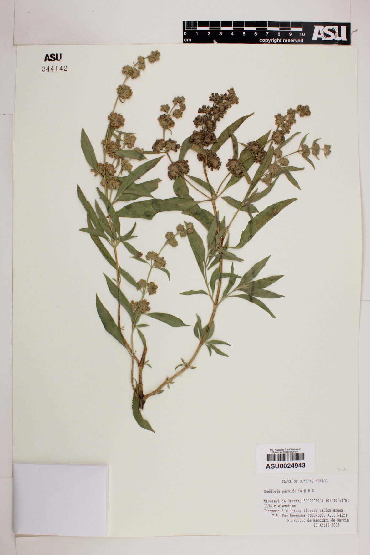 Buddleja parvifolia image