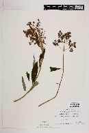 Buddleja parviflora image