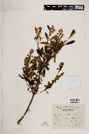 Buddleja parviflora image