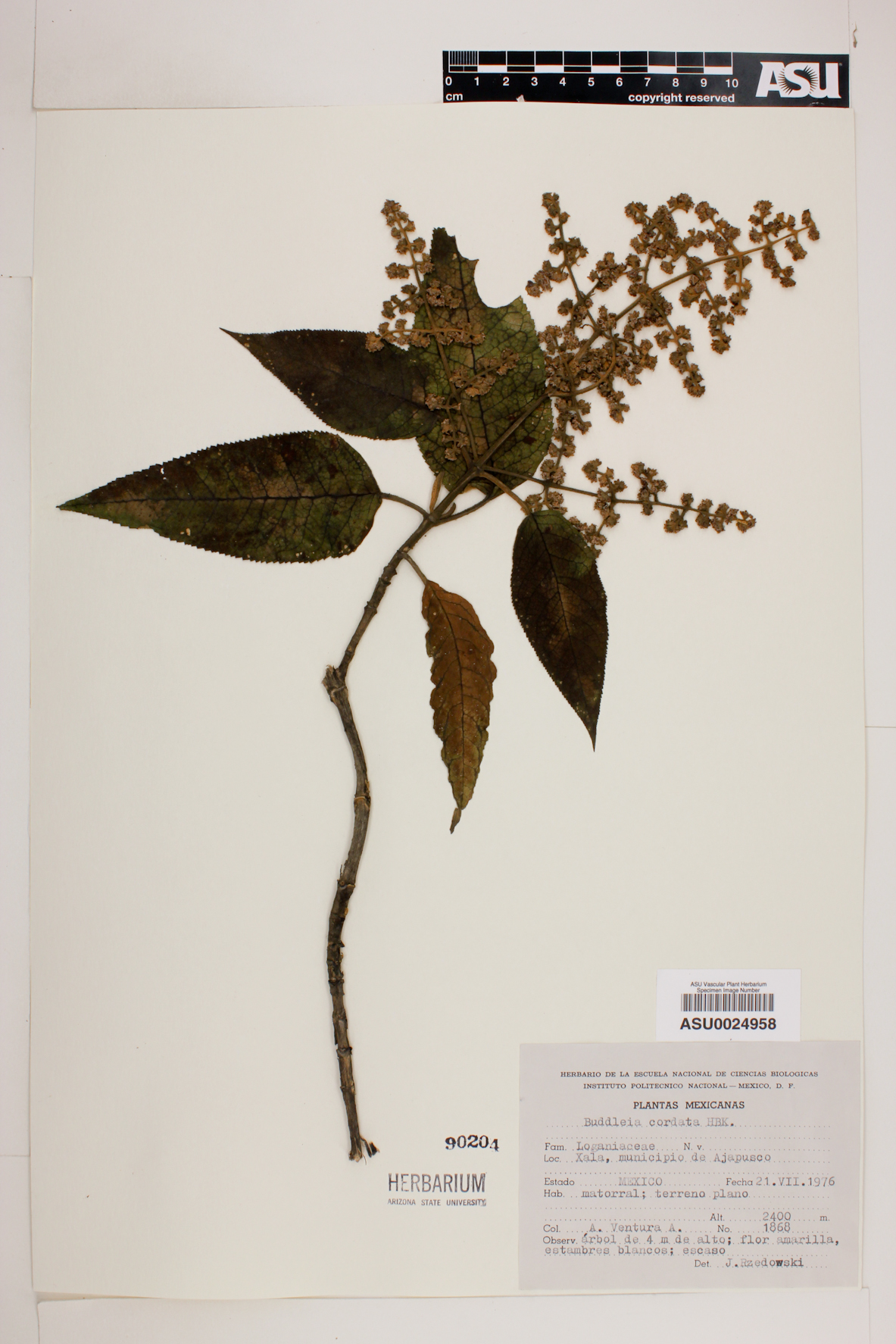 Buddleja cordata image