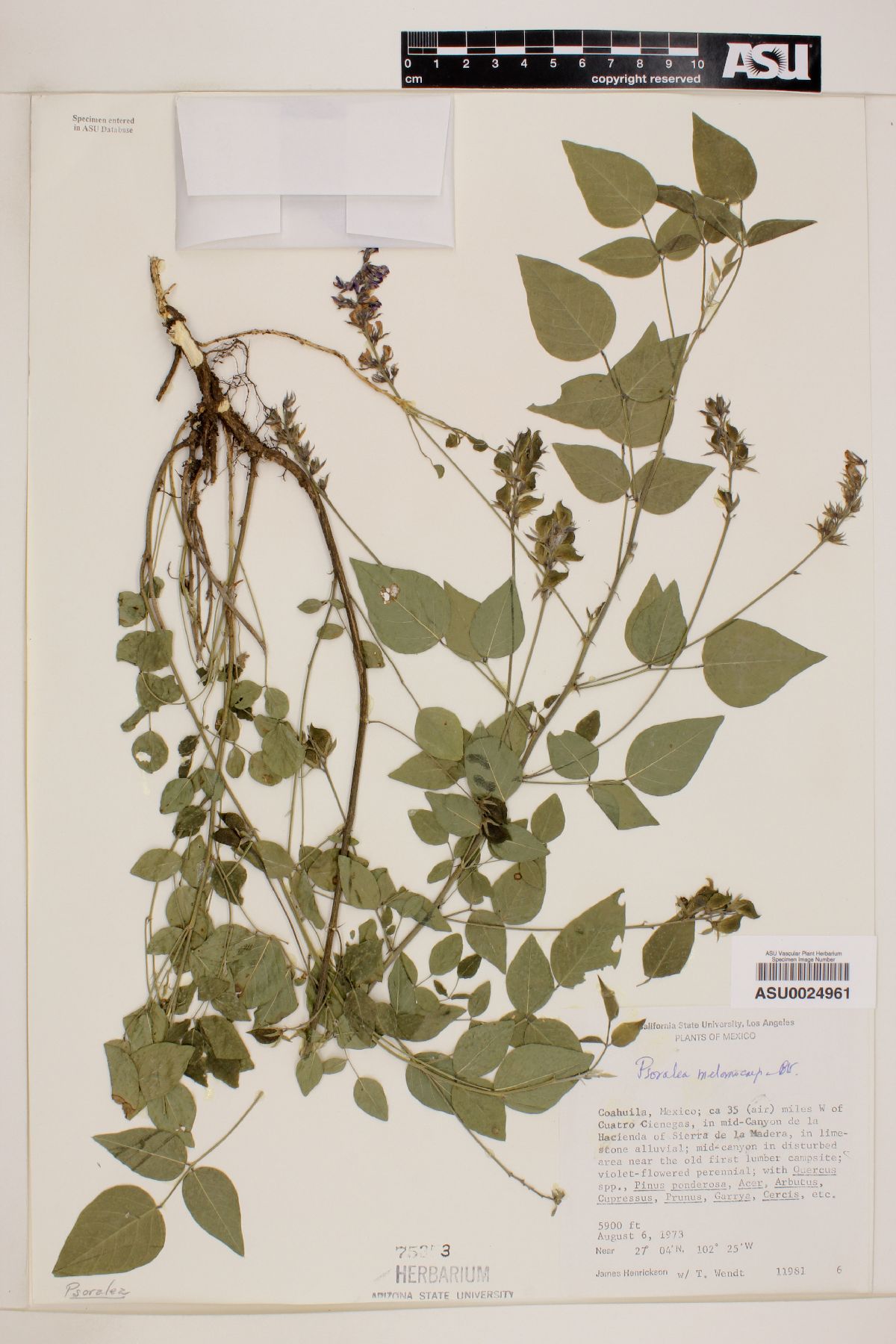 Psoralea melanocarpa image