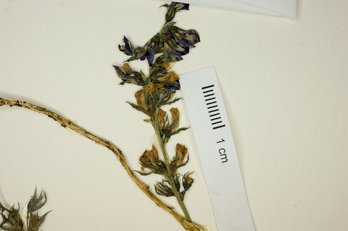 Psoralea melanocarpa image