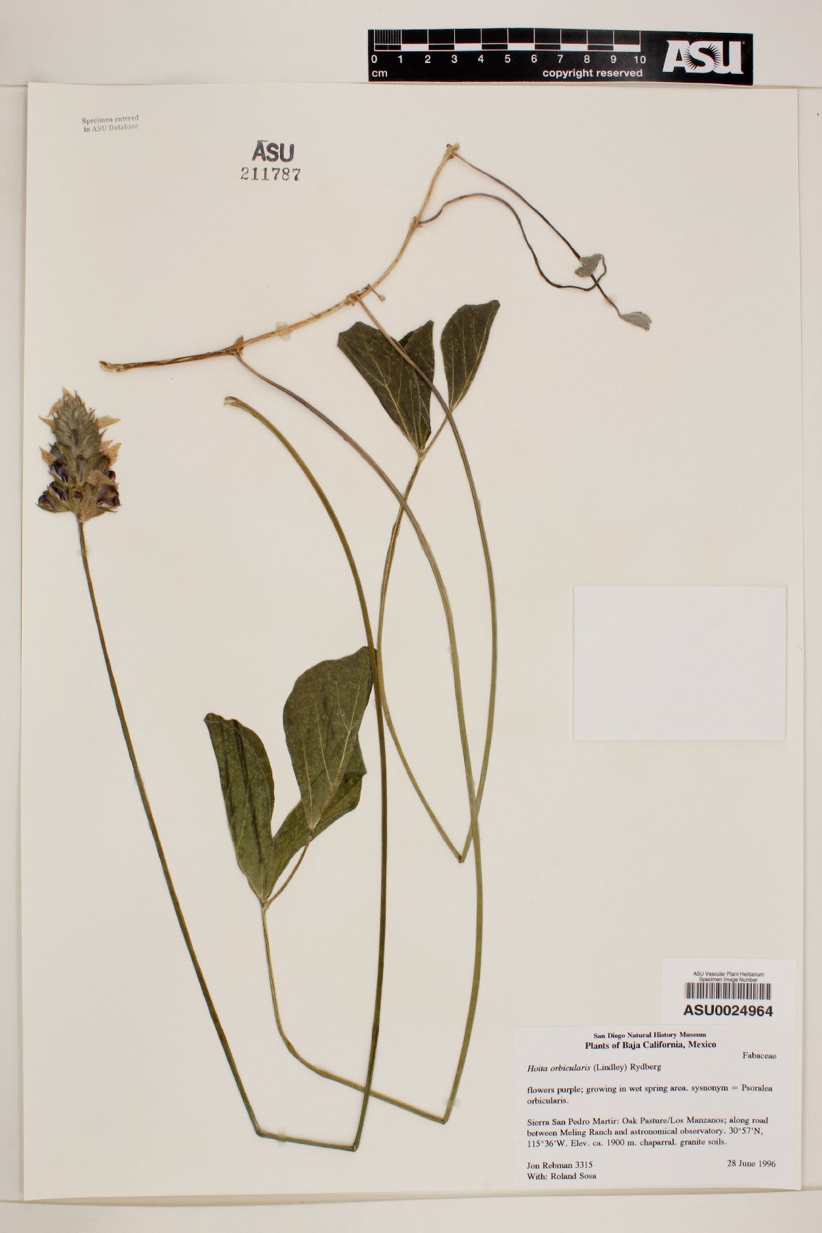Psoralea orbicularis image