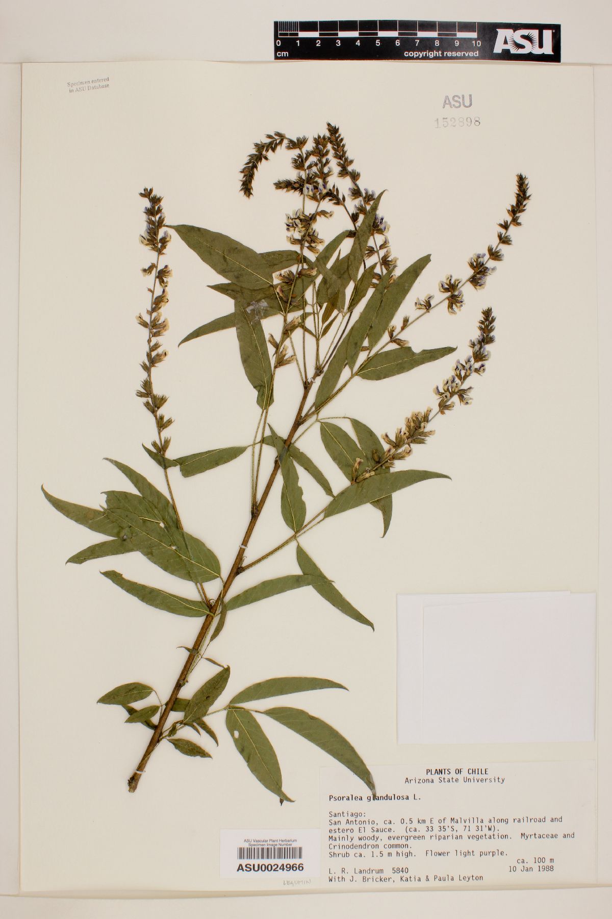 Psoralea glandulosa image