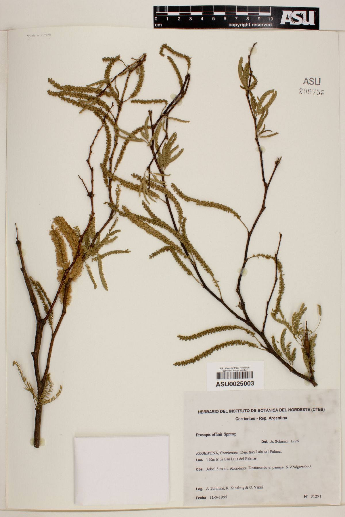 Prosopis affinis image