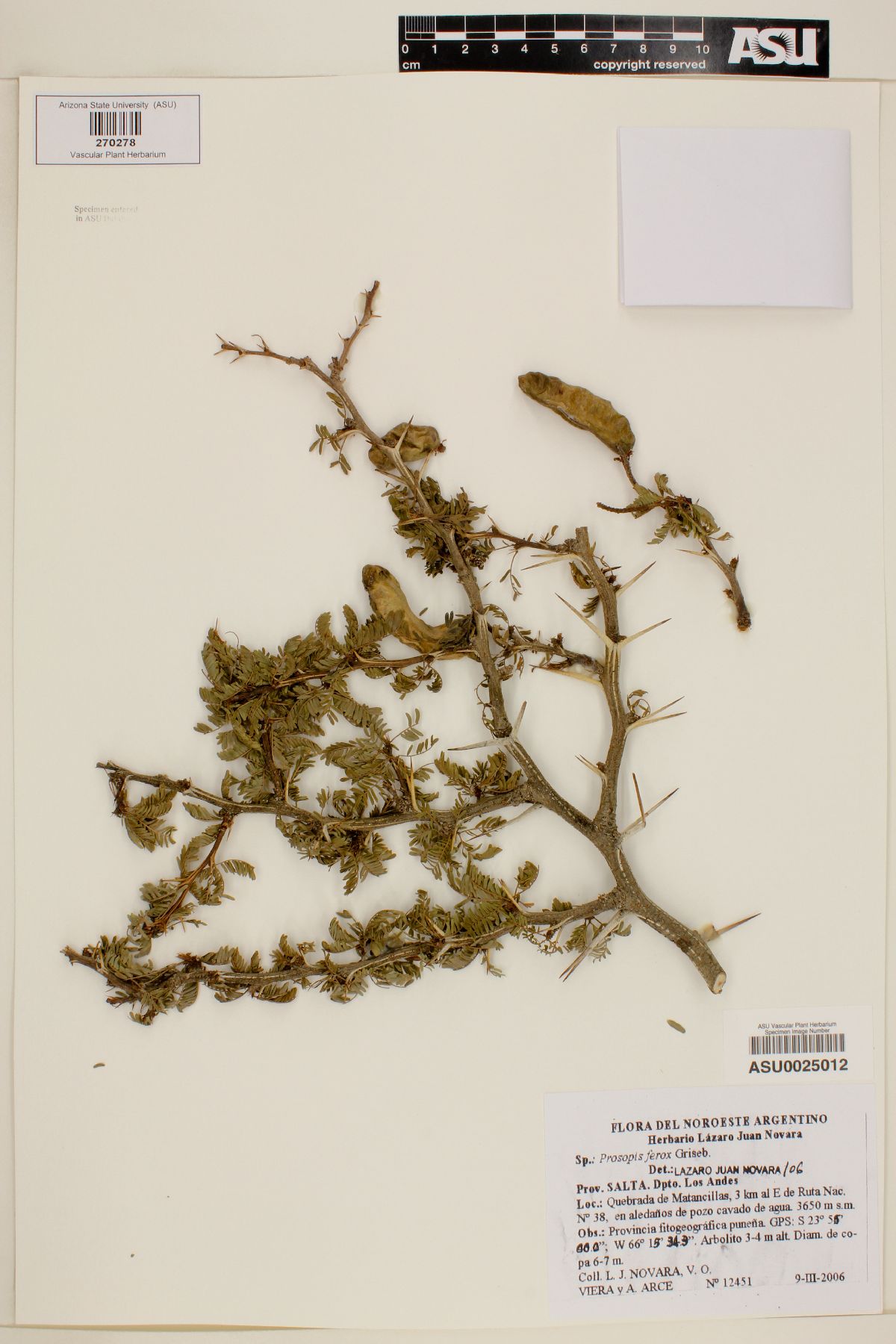 Prosopis ferox image