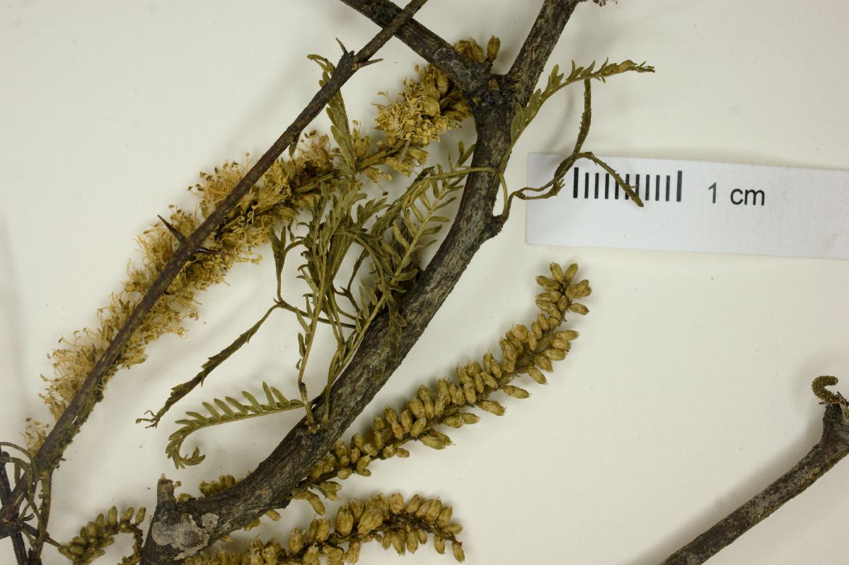 Prosopis nigra image