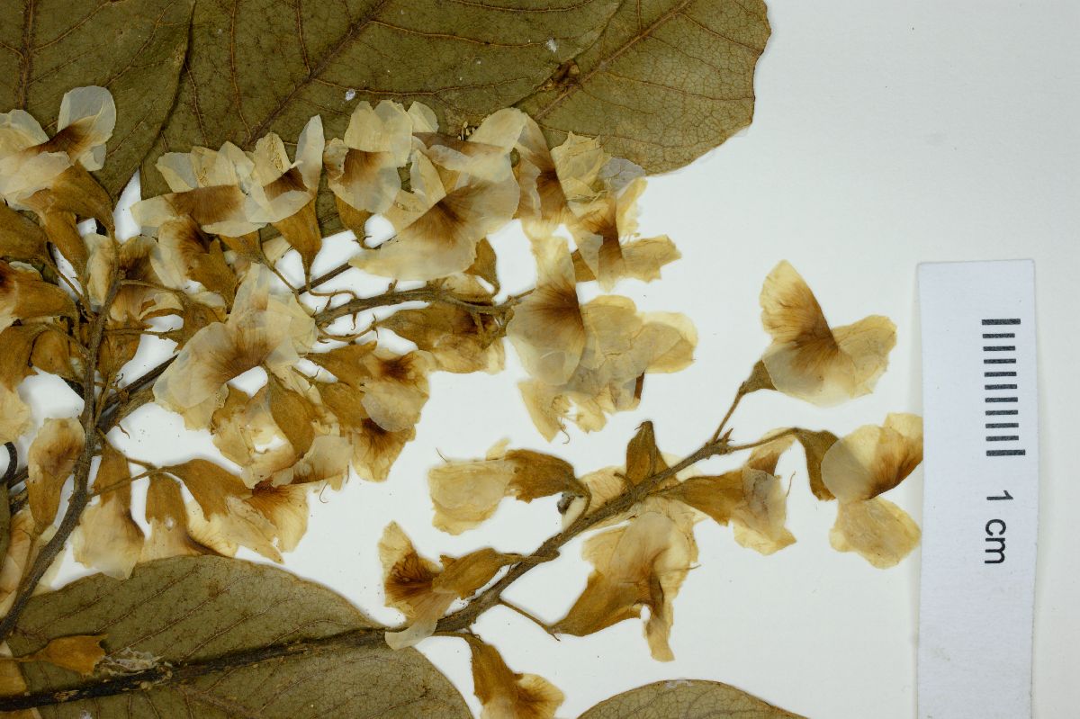 Pterocarpus violaceus image