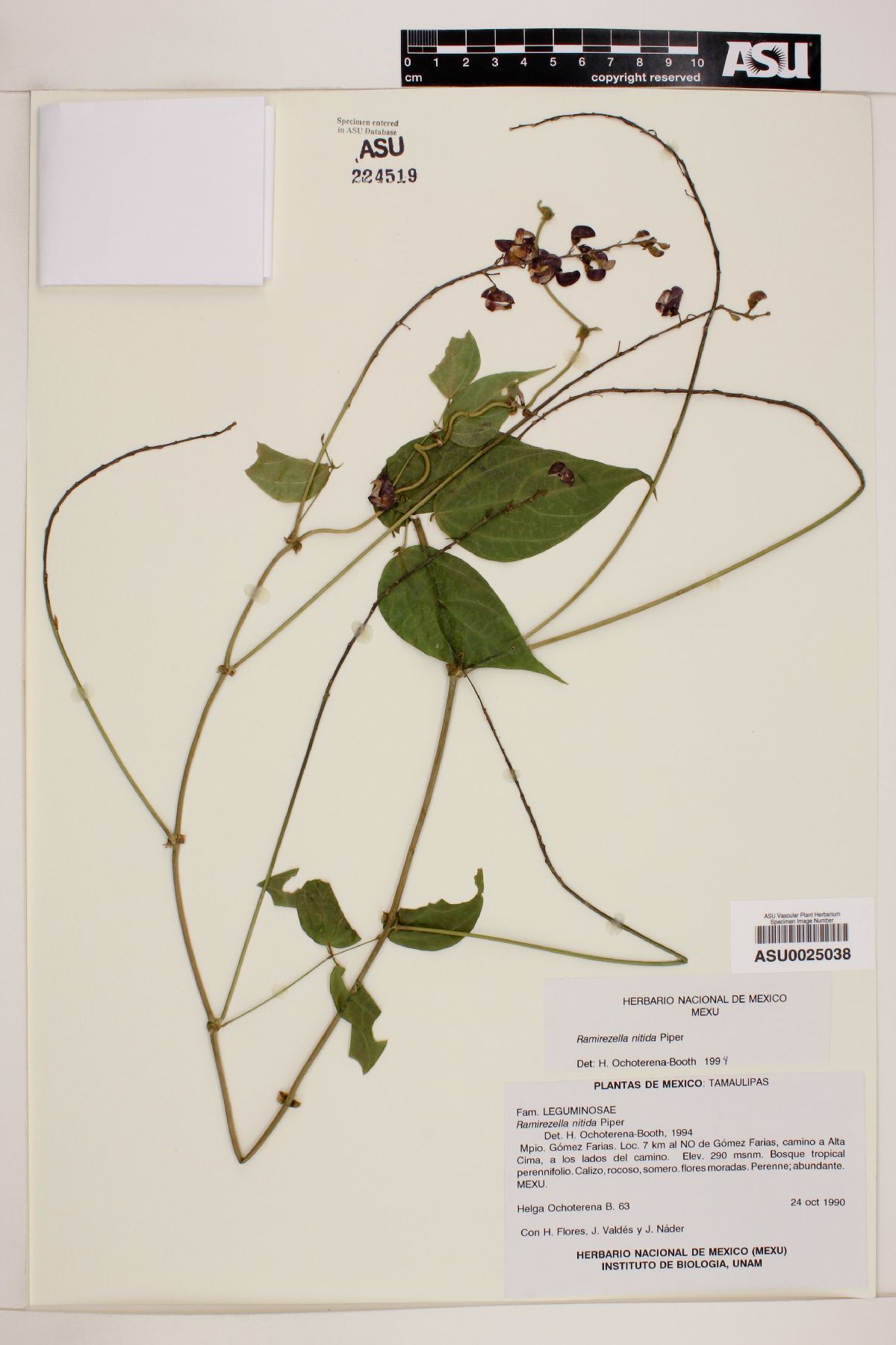 Ramirezella nitida image