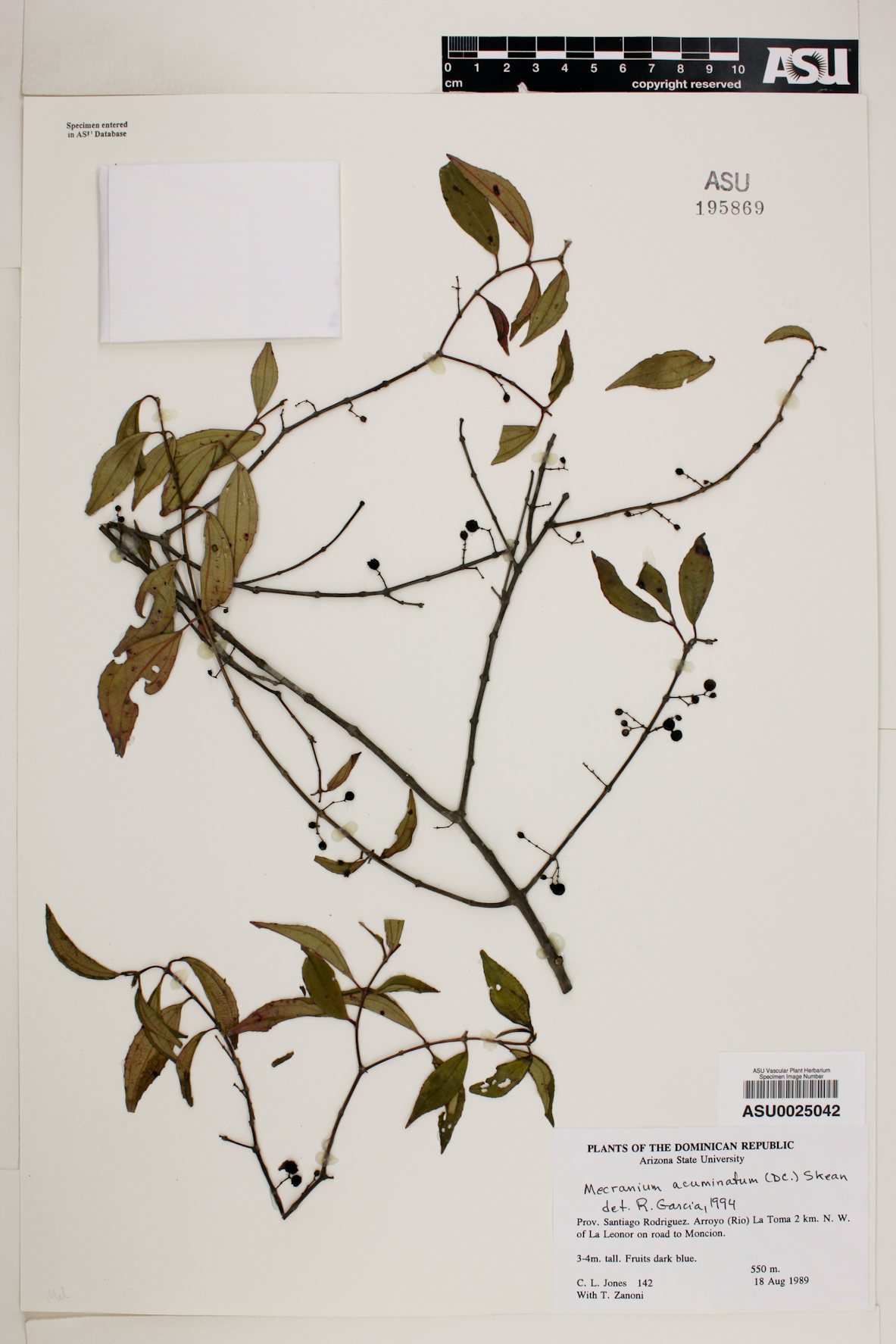 Mecranium acuminatum image