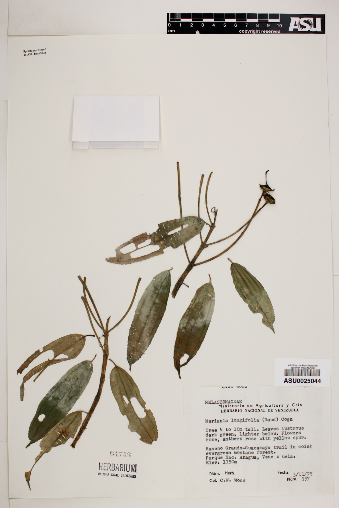 Meriania longifolia image