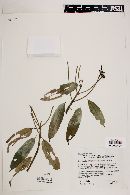 Image of Meriania longifolia