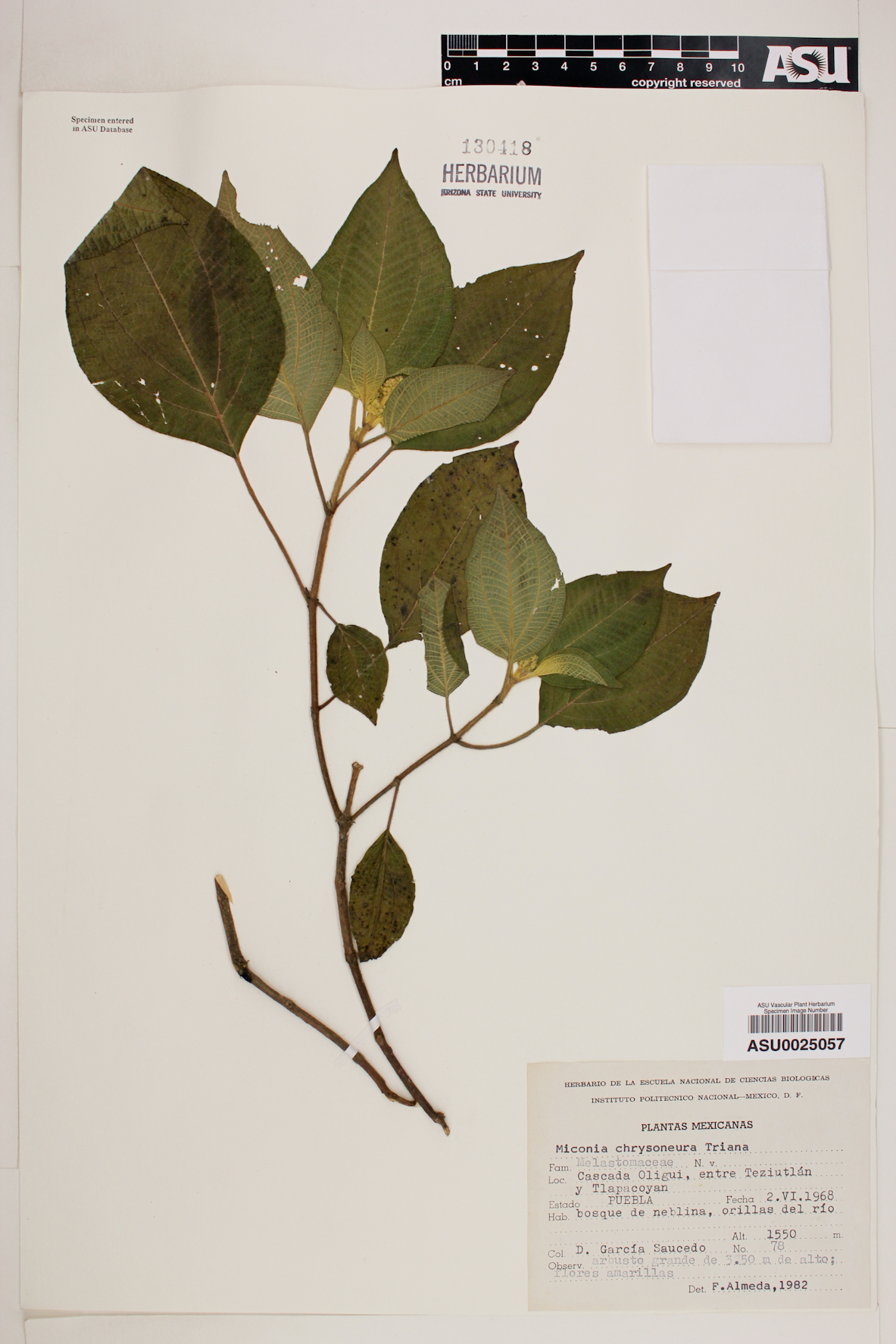 Miconia chrysoneura image