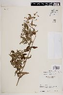 Monochaetum floribundum image