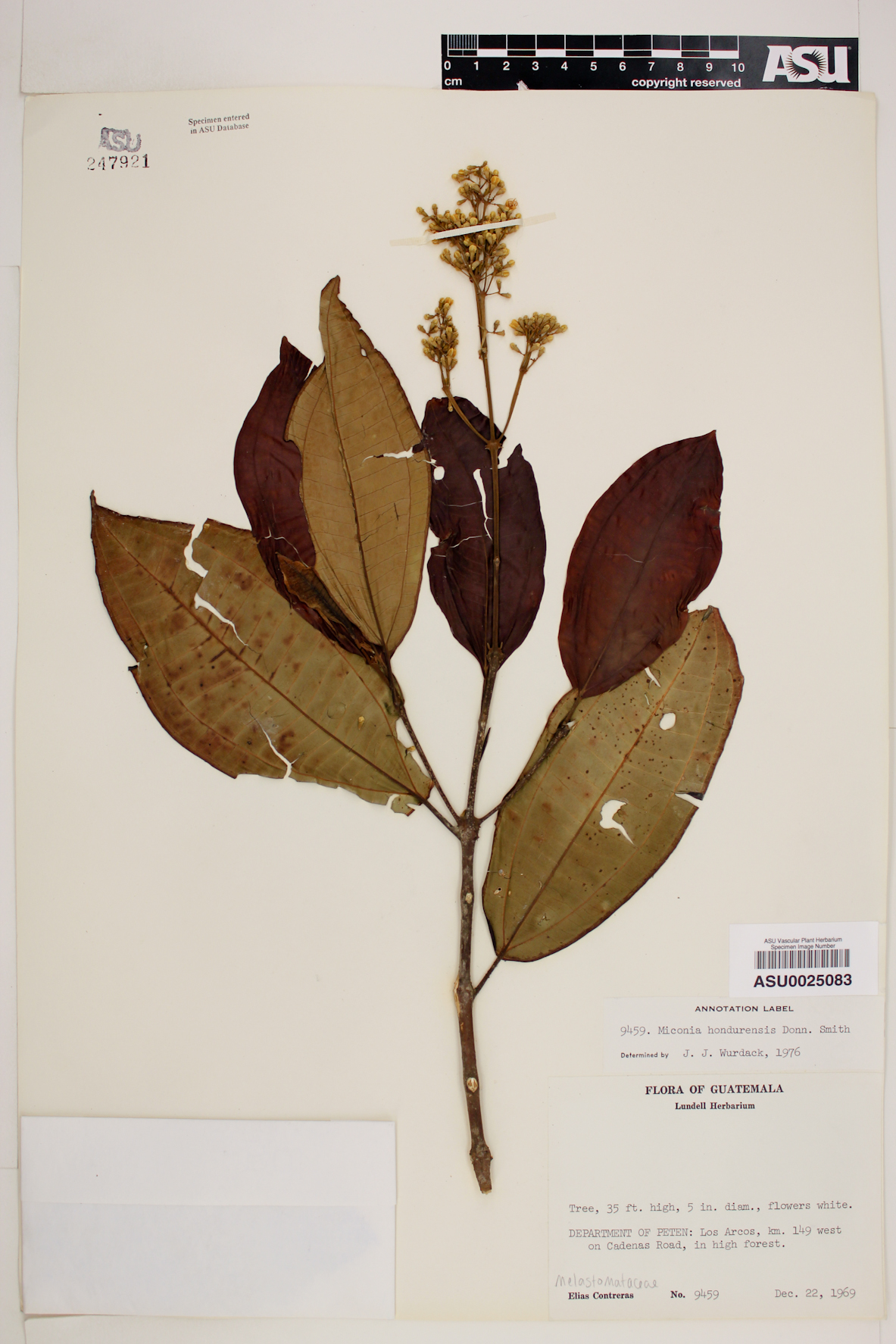 Miconia hondurensis image