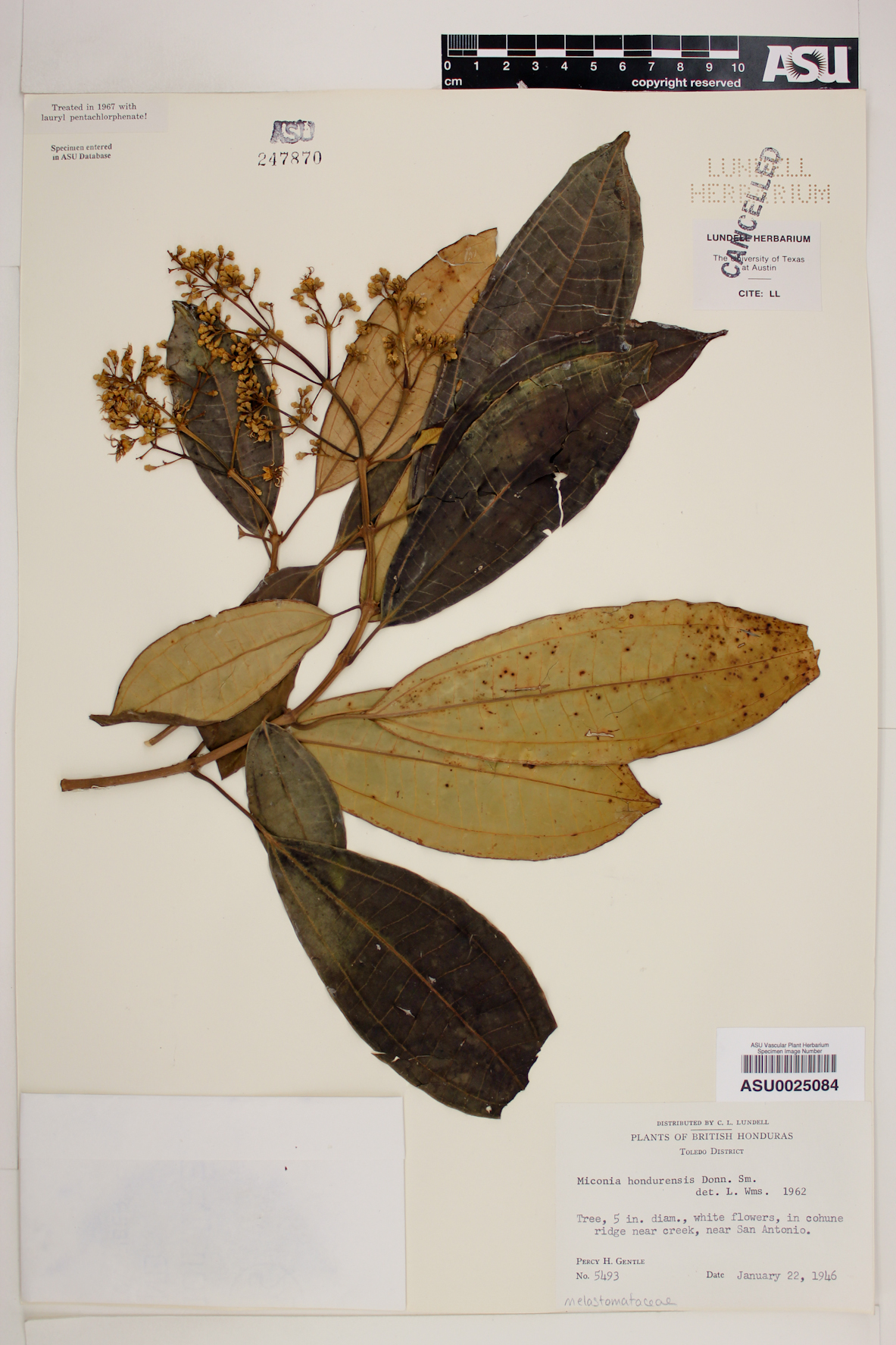 Miconia hondurensis image