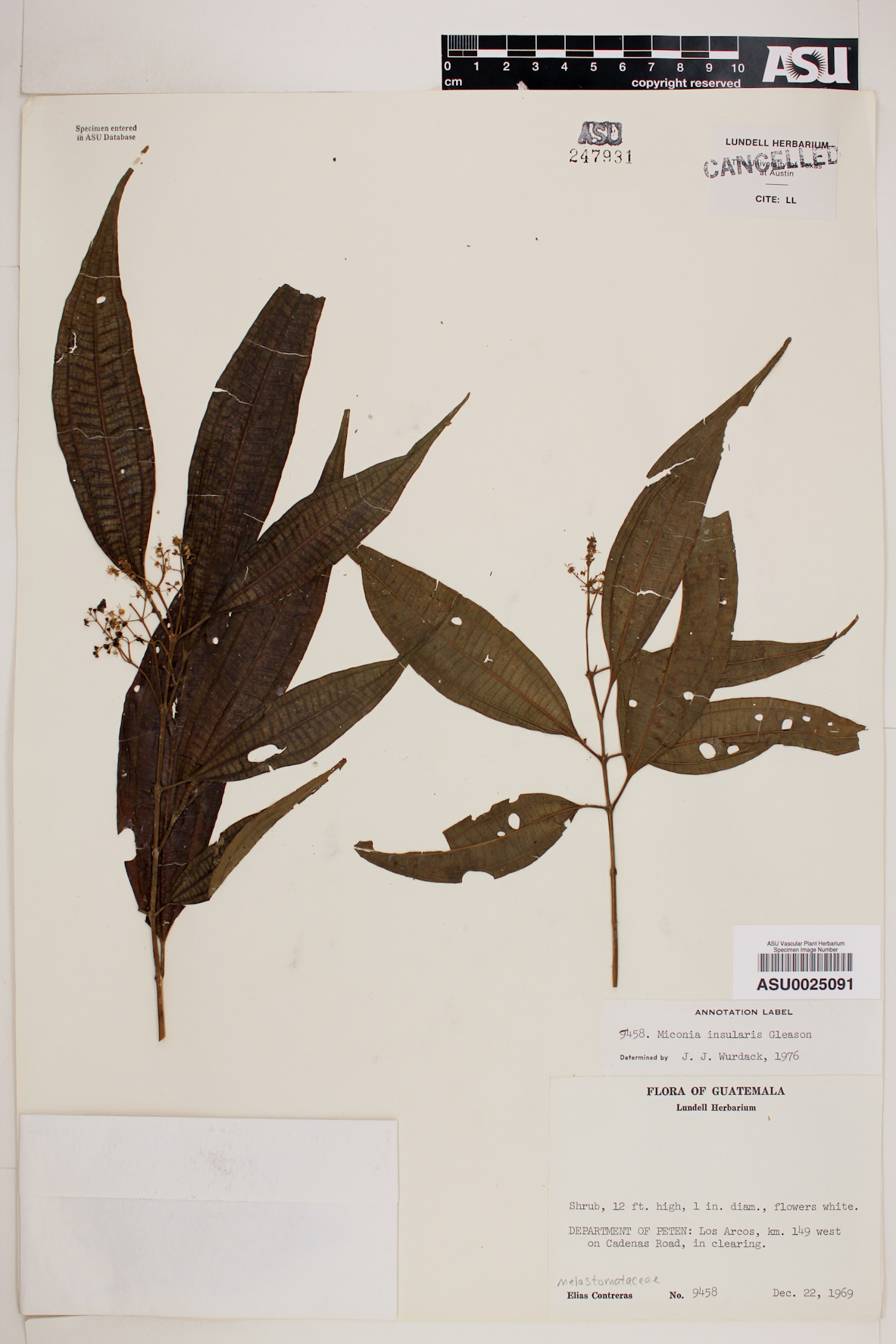 Miconia insularis image
