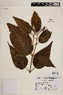 Miconia lacera image