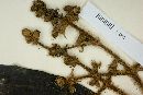 Miconia matthaei image