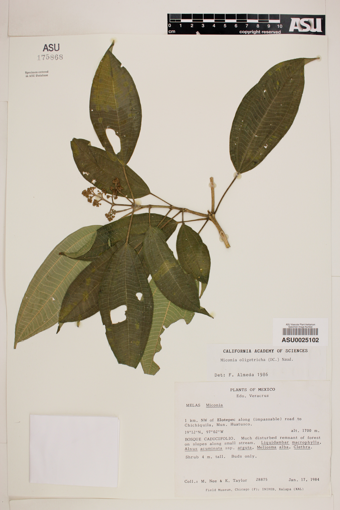 Miconia oligotricha image