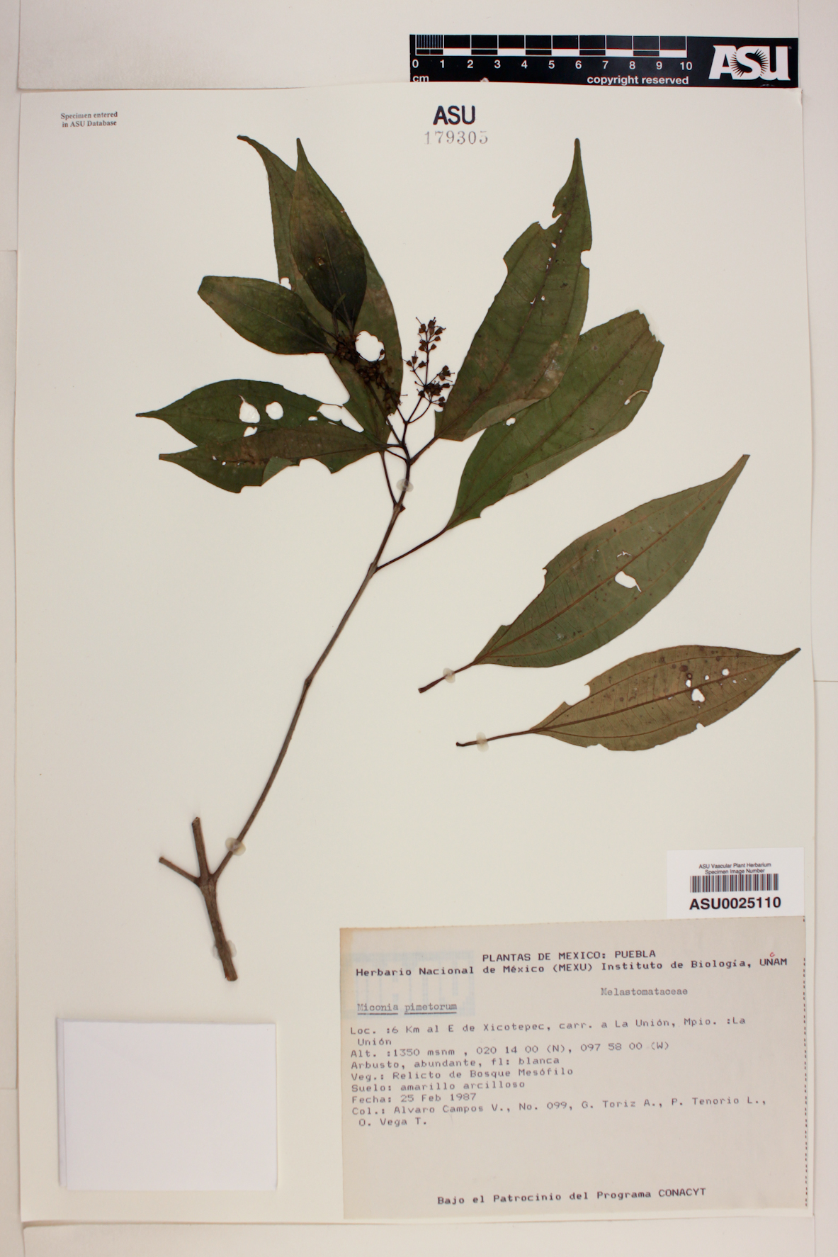 Miconia pinetorum image