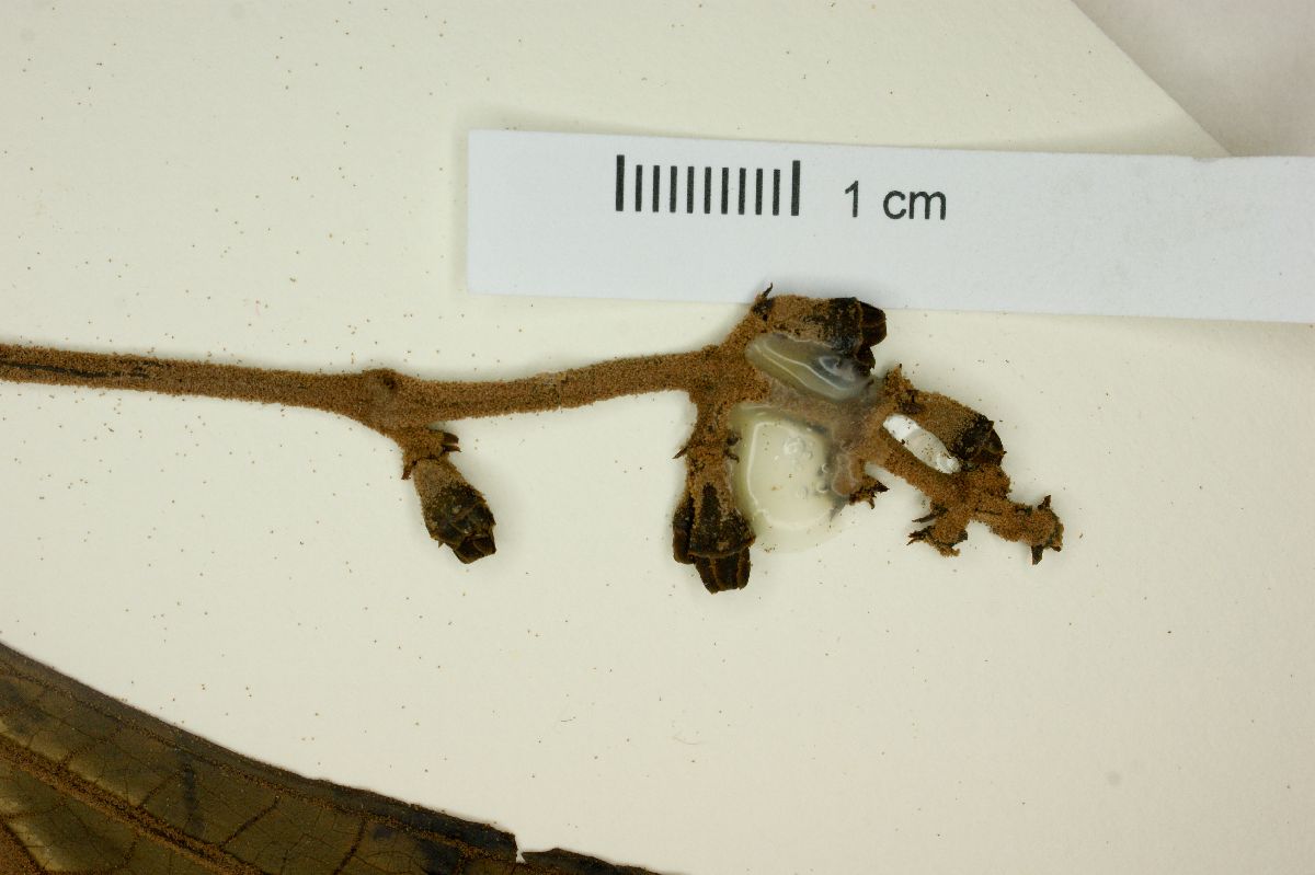 Miconia simplex image