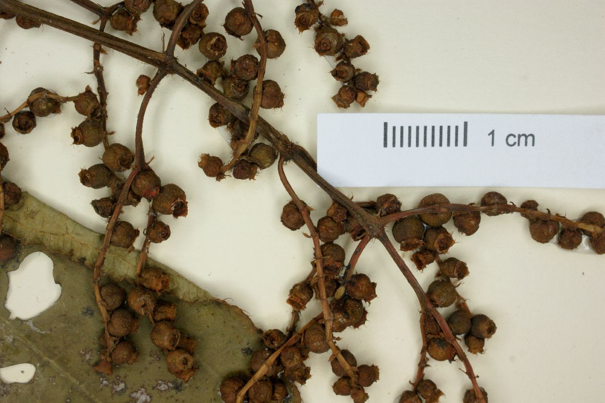 Miconia schippii image