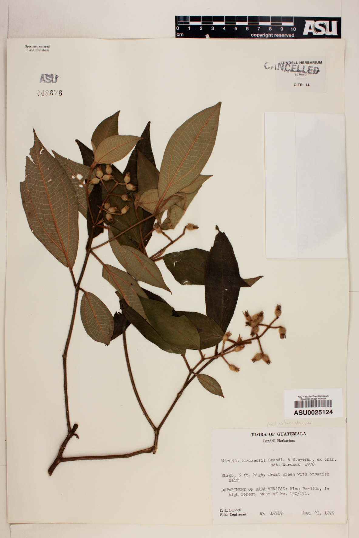 Miconia tixixensis image
