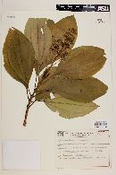 Miconia barbinervis image