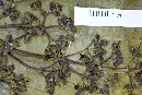 Miconia barbinervis image