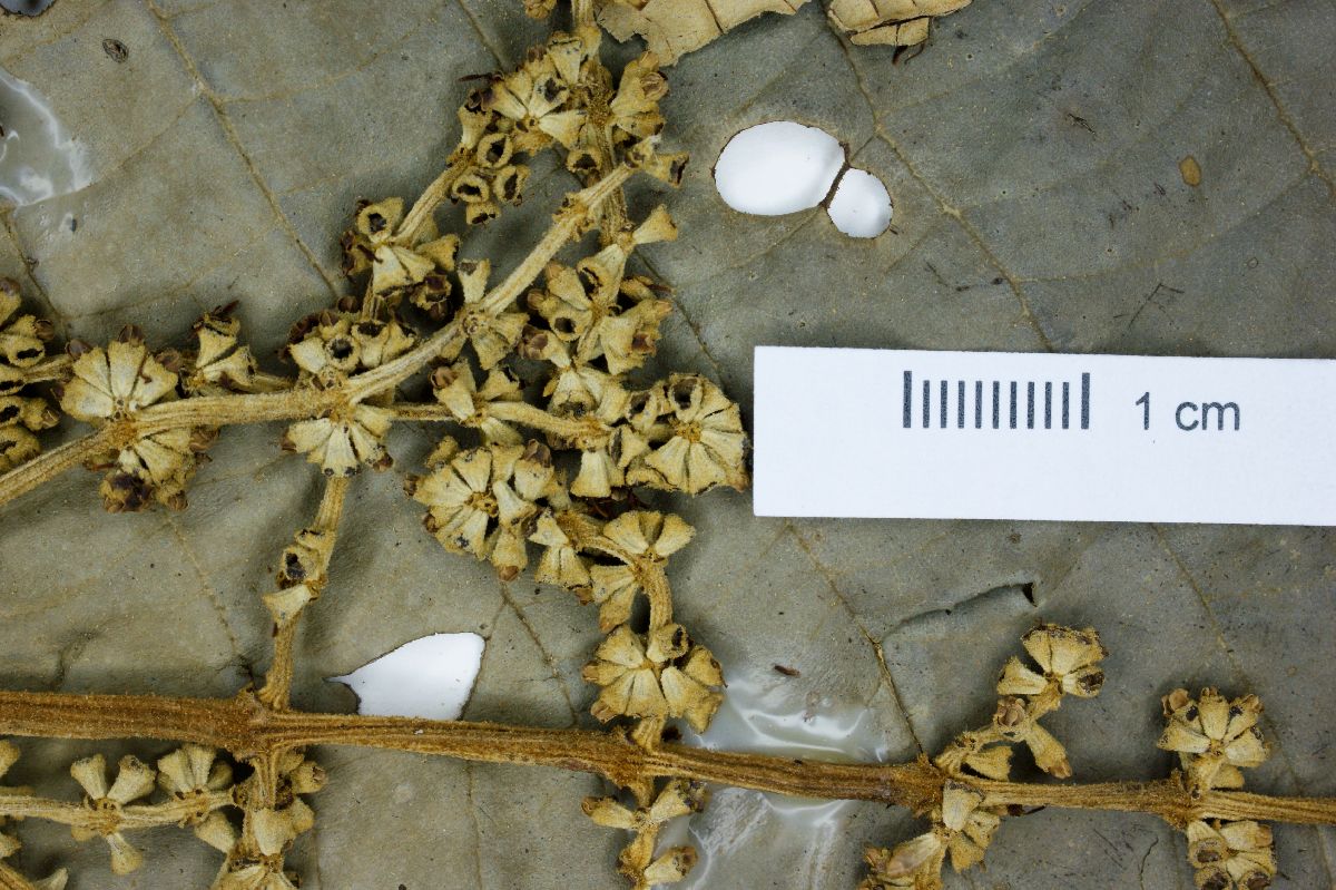 Miconia brunnea image