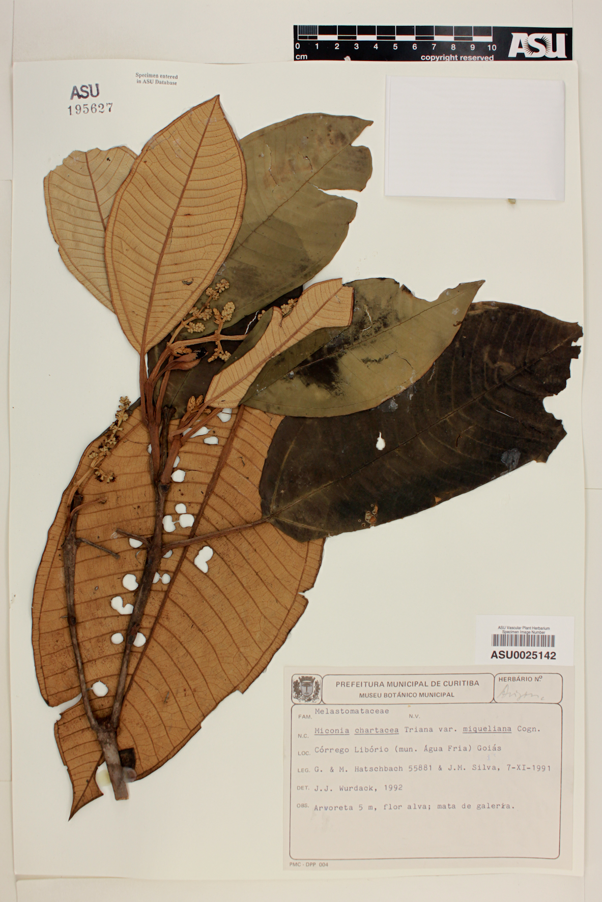 Miconia chartacea image