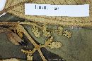 Miconia chartacea image