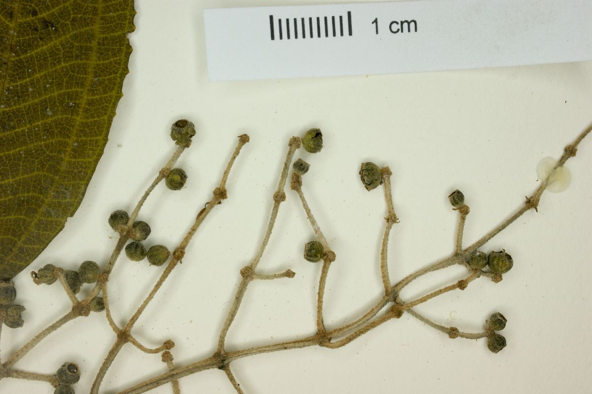 Miconia cinerascens image