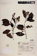 Miconia cinnamomifolia image