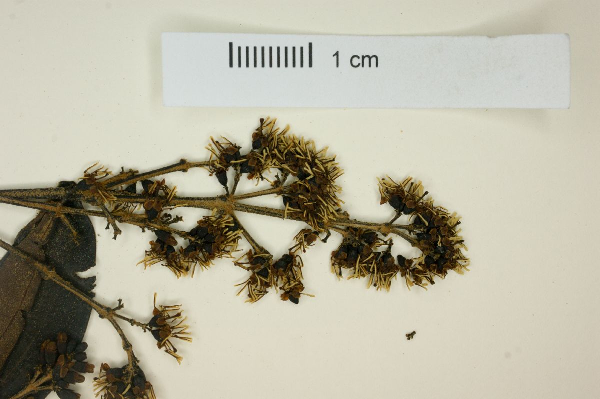 Miconia cinnamomifolia image