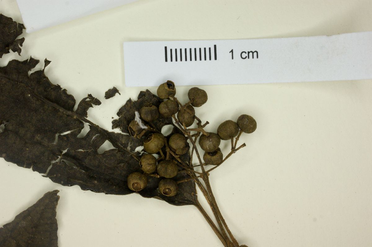 Miconia collatata image